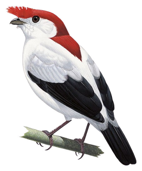Logo Crato